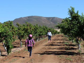 ¡FRUTA PARA NIÑOS – MUY BUENA!