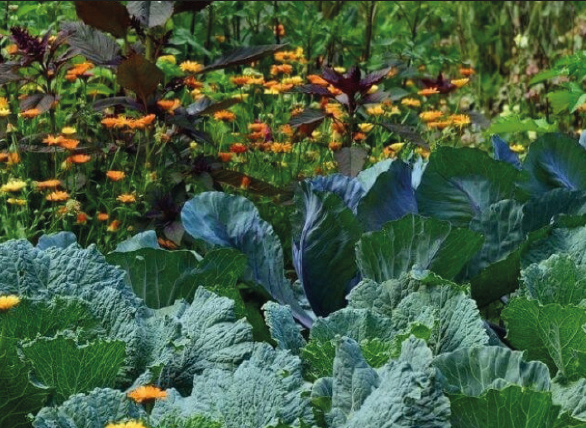 Permaculture urbaine