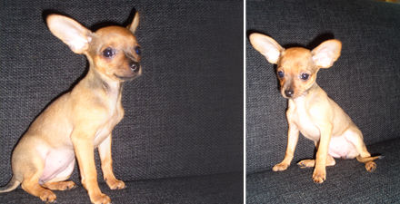 TAIRA STIRNIUKŲ ŠALIS