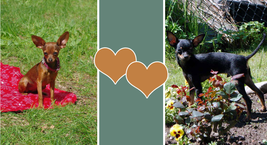 TESĖ ir ŠNIŪRELIS