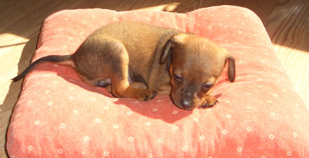 TANGO STIRNIUKŲ ŠALIS