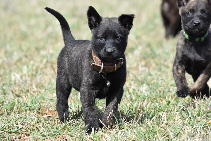 Puppy - 4 - 1.jpg