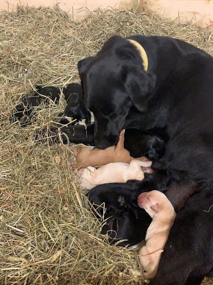 Mike Suttle Logan Haus Kennels Working Dogs 
Malinois Dutch Shepherd KNPV Labrador Retriever Puppies