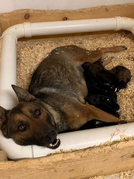 Mike Suttle Logan Haus Kennels Working Dogs 
Malinois Dutch Shepherd KNPV