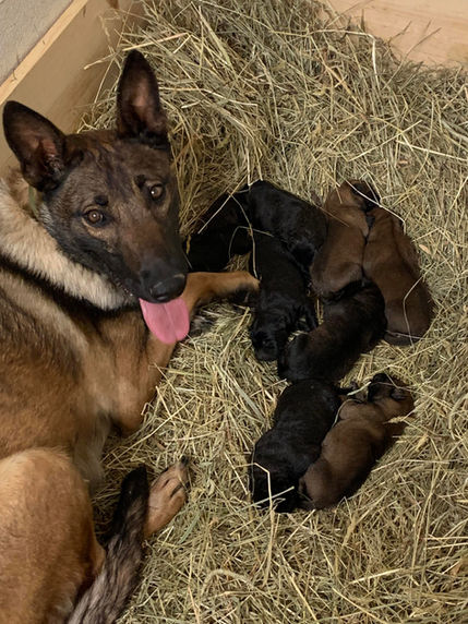 Mike Suttle Logan Haus Kennels Working Dogs 
Malinois Dutch Shepherd KNPV