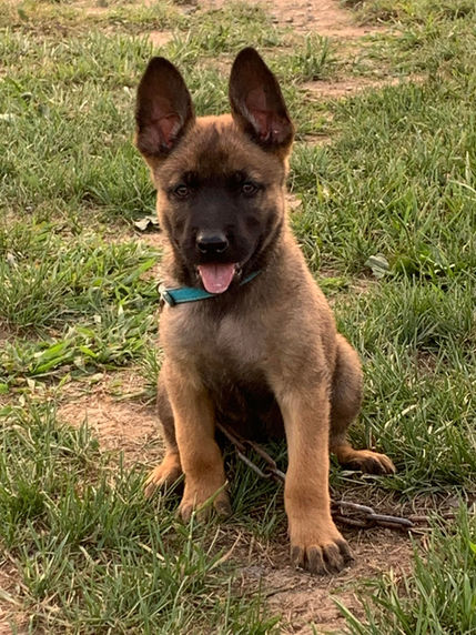 puppy 18.jpeg