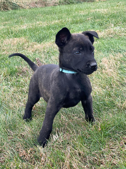 puppy 13.jpeg
