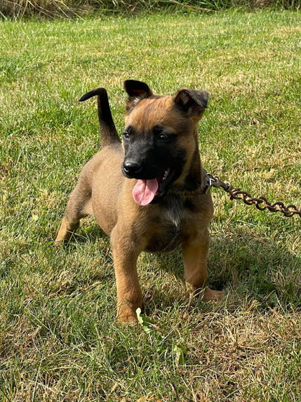 puppy 10.jpeg