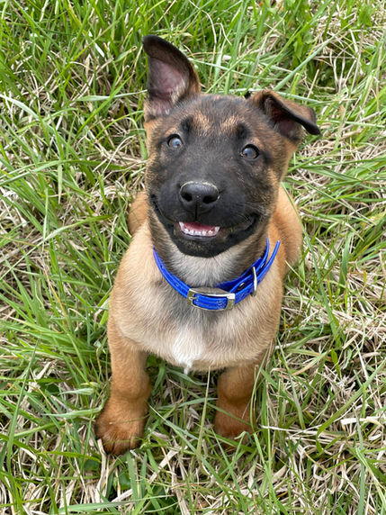 puppy 3.jpeg