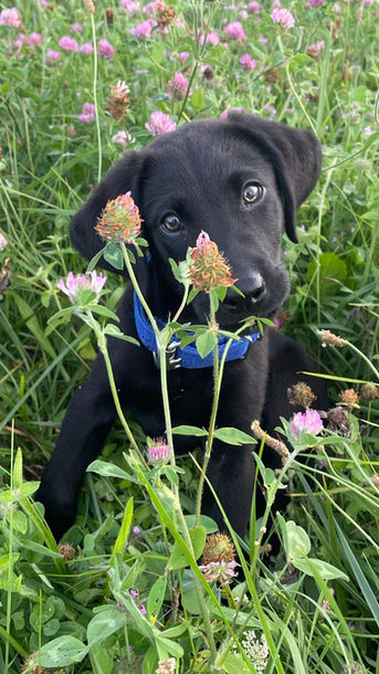Mike Suttle Logan Haus Kennels Working Dogs 
Malinois Dutch Shepherd KNPV Labrador Retriever