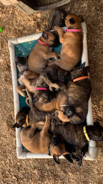 Mike Suttle Logan Haus Kennels Working Dogs
Malinois Dutch Shepherd KNPV