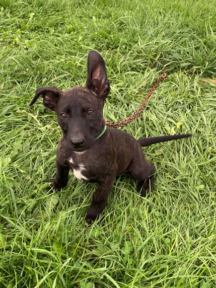 puppy 16.jpeg