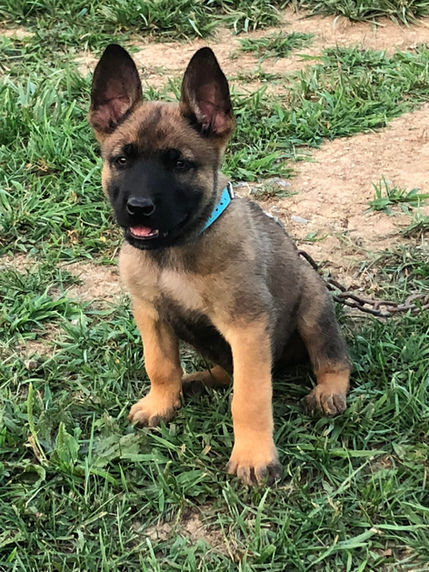 puppy 19.jpeg