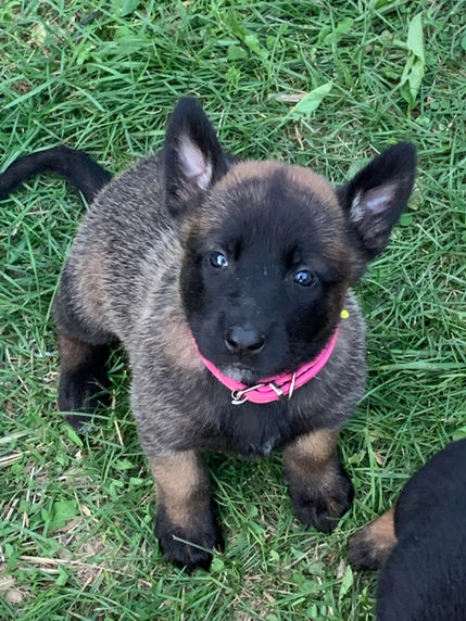 puppy 17.jpeg