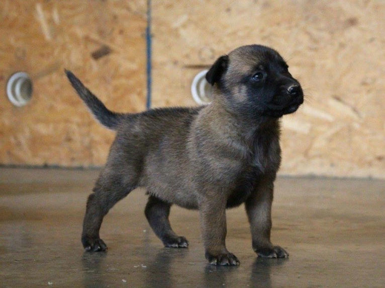 Puppy 11.jpg