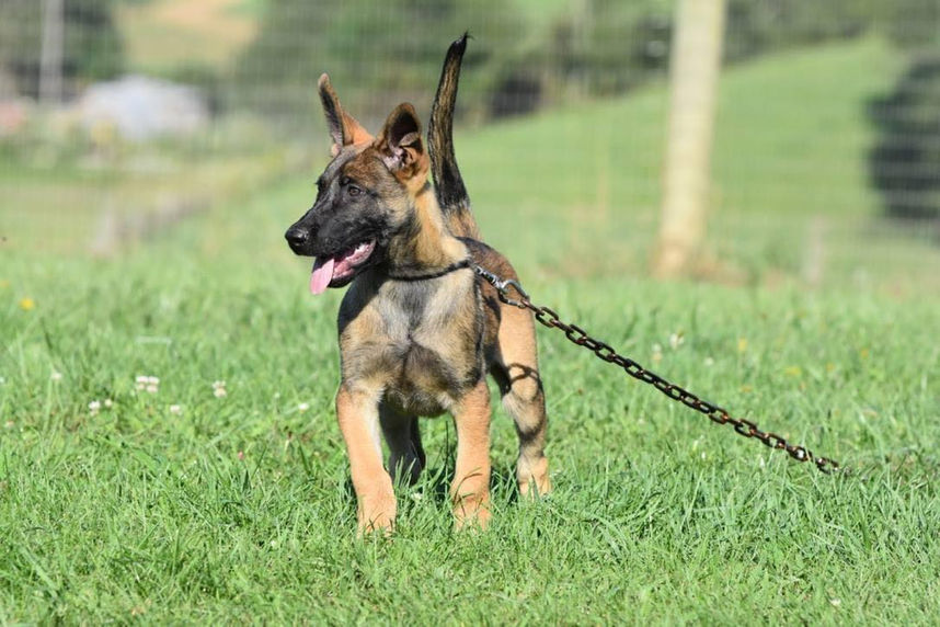 puppy 32.jpeg