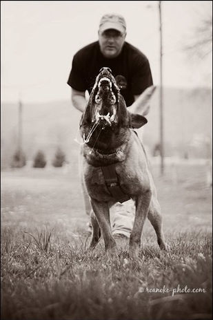 Mike Suttle Logan Haus Kennels Working Dogs
Malinois Dutch Shepherd KNPV