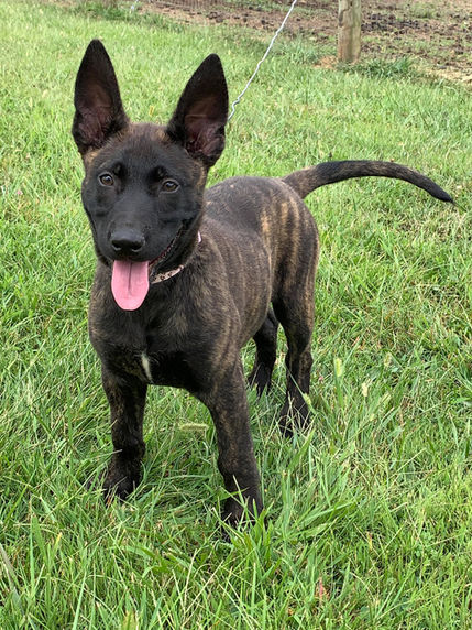 puppy 15.jpeg