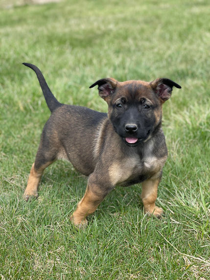 puppy 1.jpeg