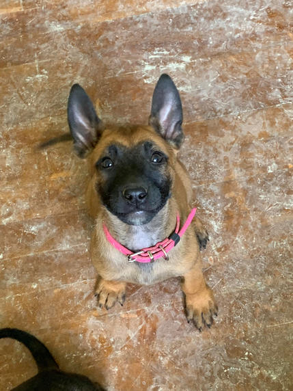 puppy 26.jpeg