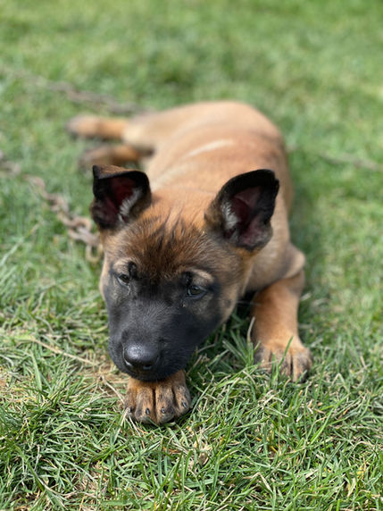 puppy 2.jpeg