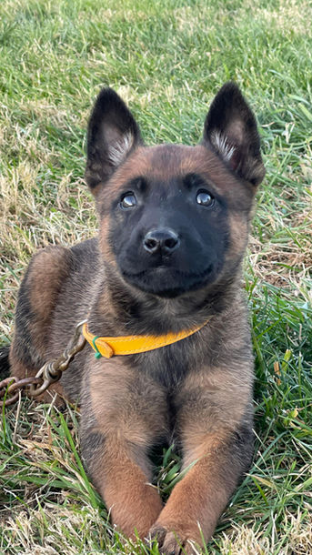 Mike Suttle Logan Haus Kennels Working Dogs 
Malinois Dutch Shepherd KNPV