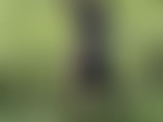 6 month old Dutch Shepherd female, $2000.