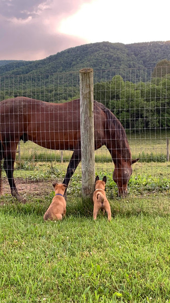 Mike Suttle Logan Haus Kennels Working Dogs
Malinois Dutch Shepherd KNPV