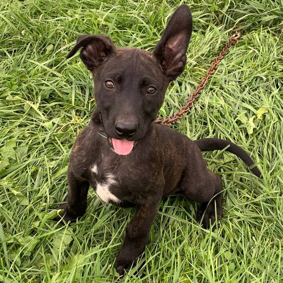 puppy 42.jpeg