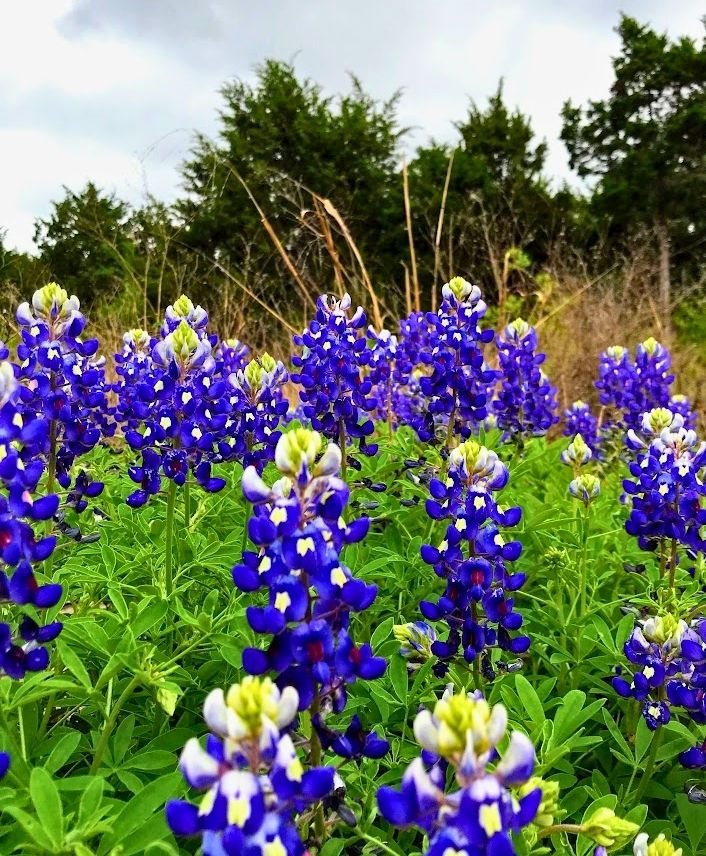 Bluebonnets in San Antonio Texas in Spring