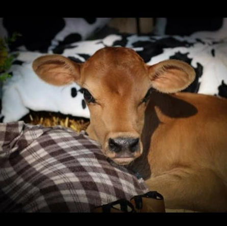 browncalf.jpeg