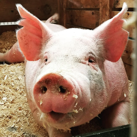 pigpic.jpeg