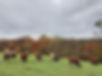 cowsfall.jpeg