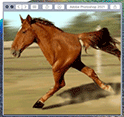 cavalinhoFINAL.gif