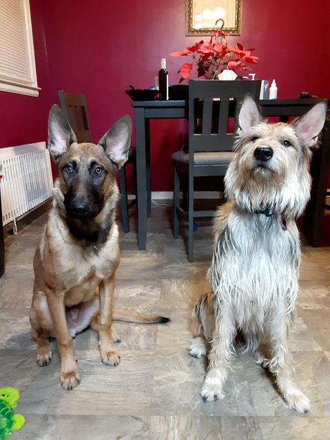 Tow big dog pals sitting