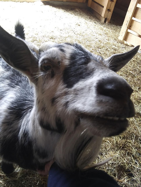 Grinning goat up close