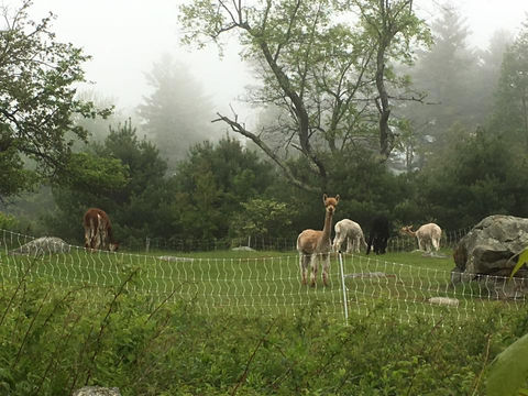 Falling Star Farm