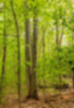 Trees at Great Oaks Wilderness Sanctuary