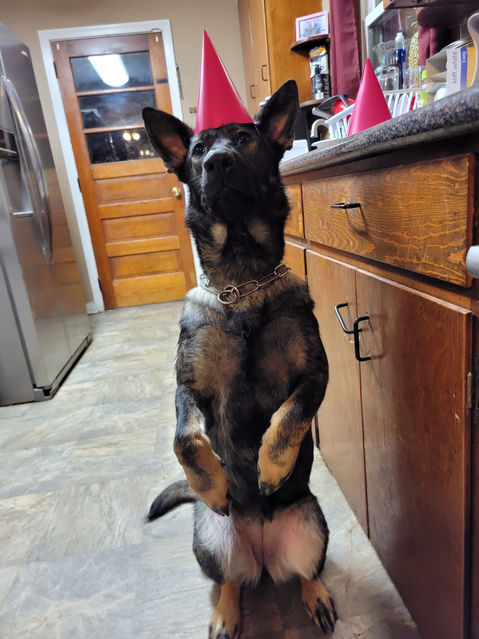 Shepherd dog sitting up