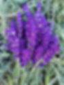 Lavender Bunch