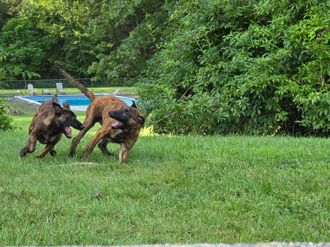 2 Dutch Shepherd Puppies playing