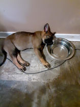 Adorable puppy sleeping on water bowl