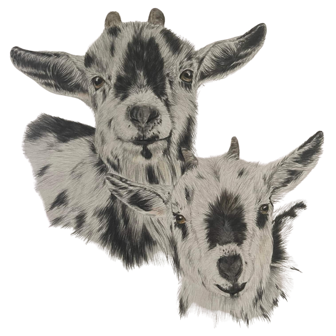 Writer: Shadowlands Farm