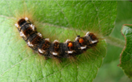 Browntail Moth Caterpillar (Older)