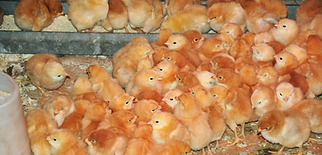 chickens