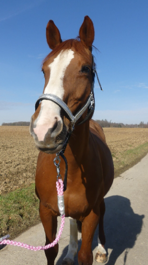 Miniaturbild: Lederhalfter Silber