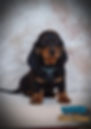 Cachorro dachshund standard negro y fuego llamado Vader