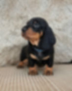 Cachorro dachshund standard negro y fuego sentado
