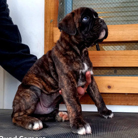 Criadero De Perros Boxer Los Andes Chile Boxer Dog Kennel Los Andes Chile