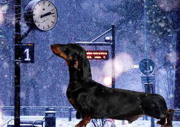 How much does a dachshund cost in Chile?